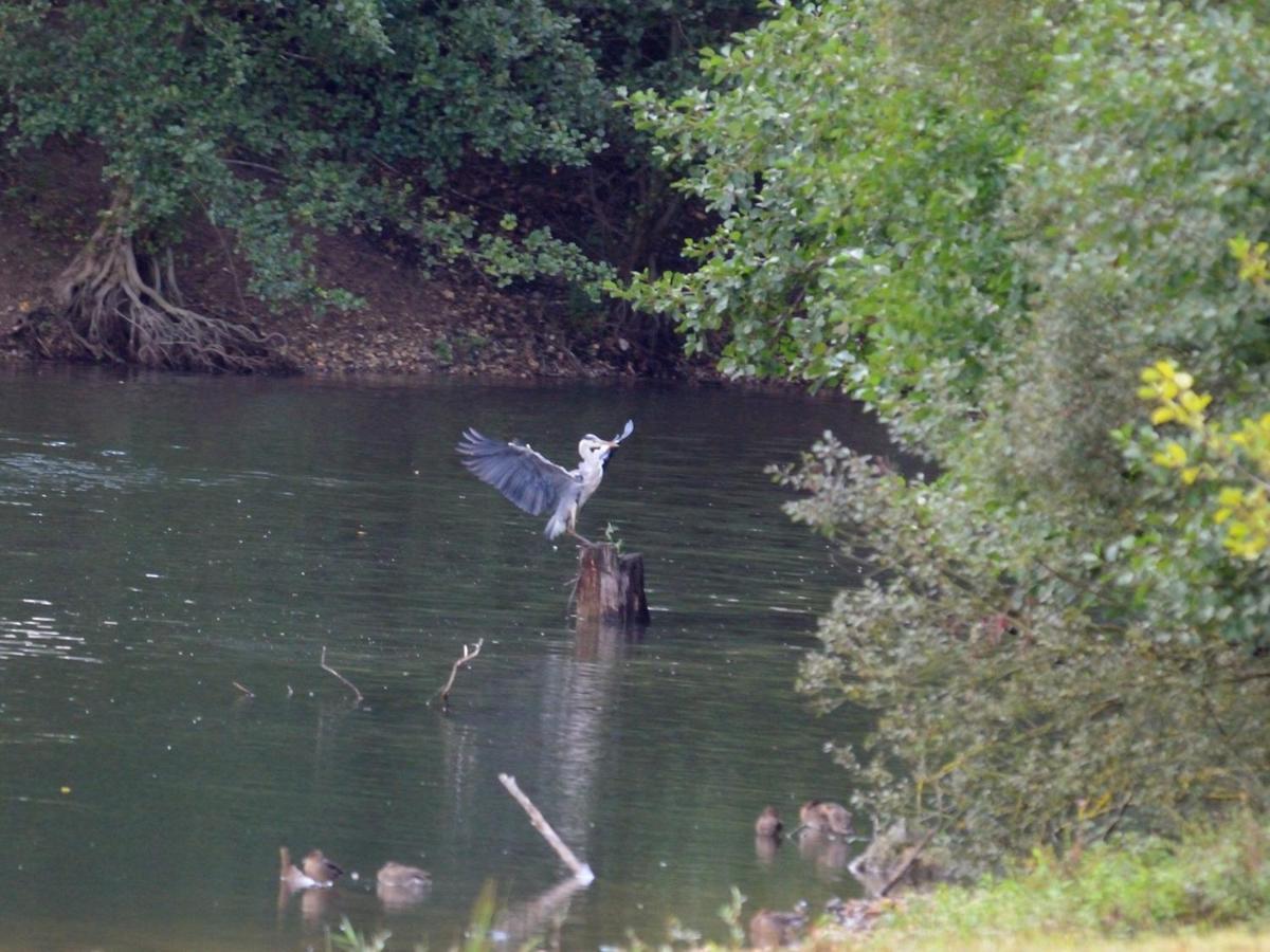 הוילה Montigny-sur-Loing Les Cygnes Au Bord Du Loing מראה חיצוני תמונה