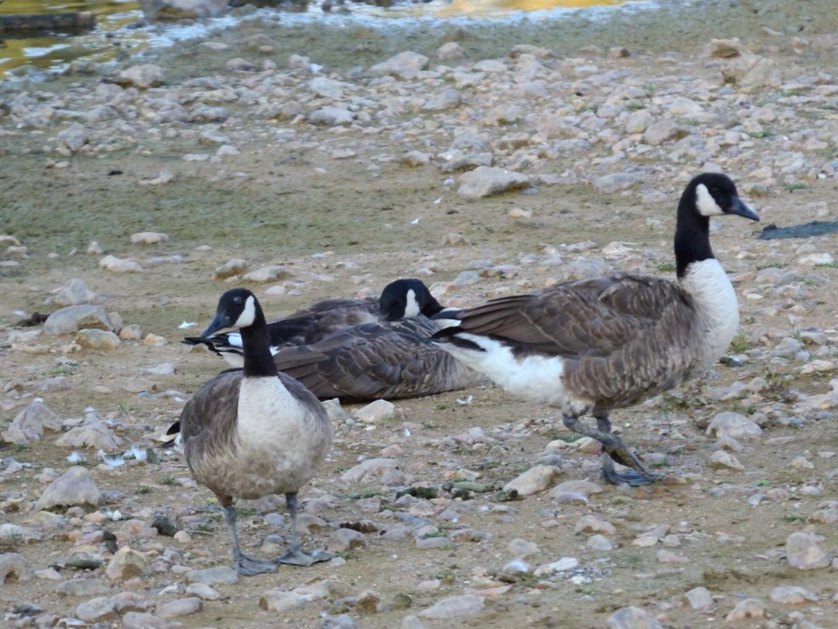 הוילה Montigny-sur-Loing Les Cygnes Au Bord Du Loing מראה חיצוני תמונה
