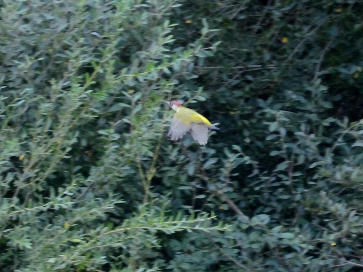 הוילה Montigny-sur-Loing Les Cygnes Au Bord Du Loing מראה חיצוני תמונה