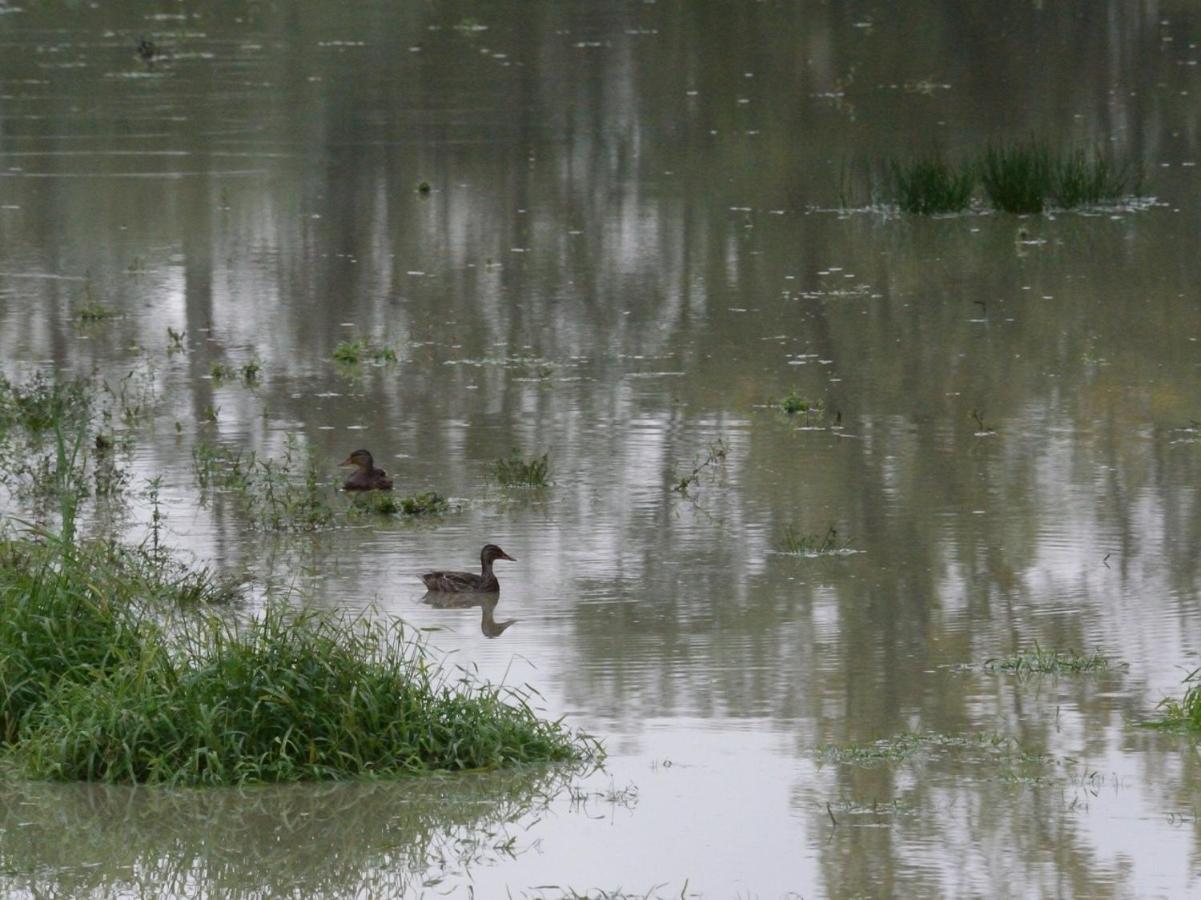 הוילה Montigny-sur-Loing Les Cygnes Au Bord Du Loing מראה חיצוני תמונה