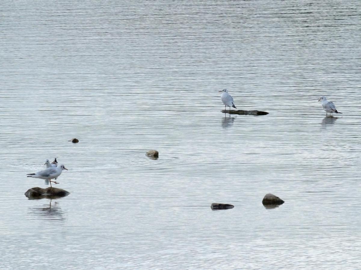 הוילה Montigny-sur-Loing Les Cygnes Au Bord Du Loing מראה חיצוני תמונה